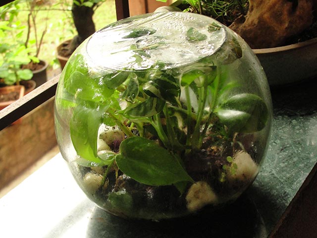 Terrarium_Complete